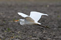 Grote Zilverreiger